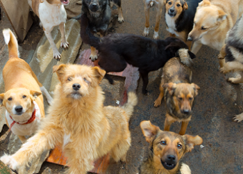 Foto: Divulgação/União Internacional Protetora dos Animais (UIPA)